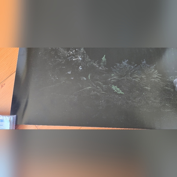 Taylor swift lithograph speak now HAUNTED 12''x21'' Never Displayed - Picture 4 of 7